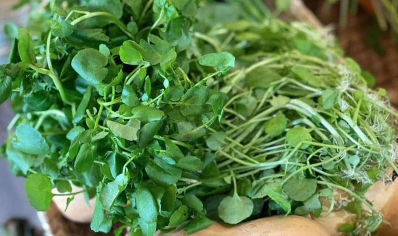 Loại Rau Dại Tại Việt Nam Được Ca Ngợi Là Thần Dược Chữa Bệnh Và Tăng Cường Sức Đề Kháng