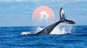 Cá Voi Đang Nhắm Đến Đồng Tiền Nào Sau Khi Thị Trường Crypto Giảm Mạnh ?