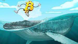 Kevin O’Leary Dự Đoán: Các Quỹ Đầu Tư Tổ Chức Sẽ Chỉ Đổ Vốn Vào Bitcoin, Không Phải Ethereum