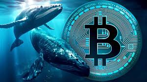 Cá voi Bitcoin tích lũy mạnh mẽ, giá BTC có thể vươn tới $100.000